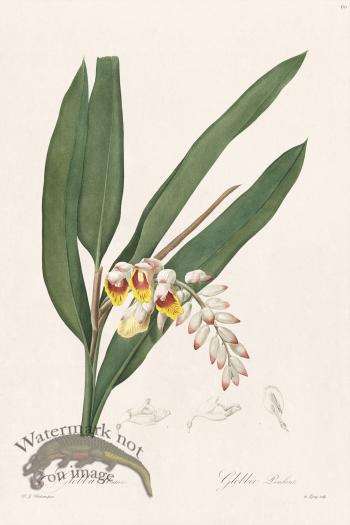 Les Liliacees Redoute 060